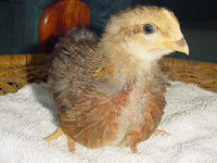 Welsumer pullet 3.5 weeks