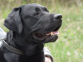 Labrador Retriever Dog Pictures