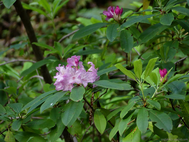 rhododendron budding out