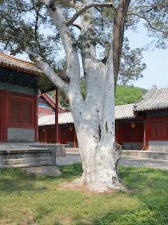 White bark pine at Fahaisi in Beijing