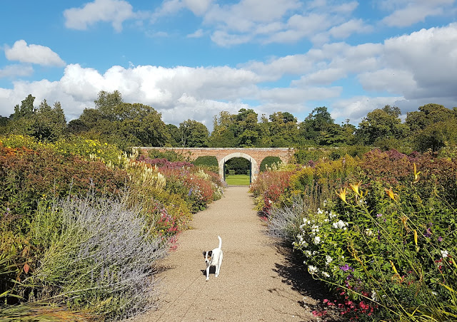 Bracken exploring the herbaceous borders