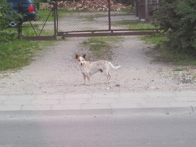 Dogs on the loose in Lithuania