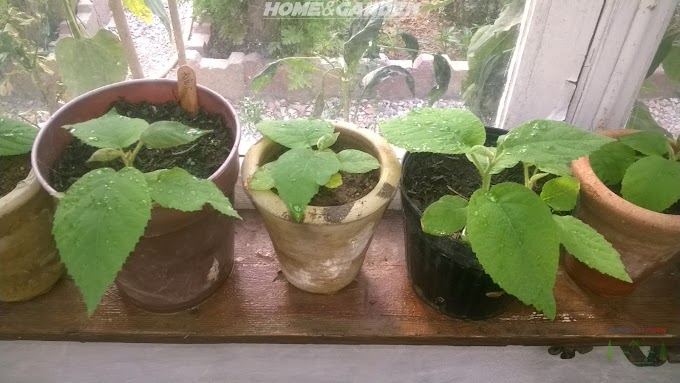 my kiwi plant in the greenhouse