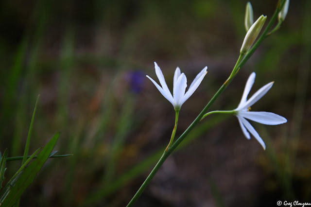 Phalangères à fleurs de Lis (Anthericum liliago), Trois Pignons, Fontainebleau. 