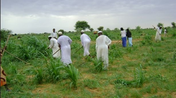 الزراعة
