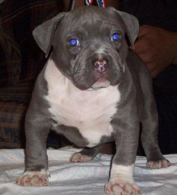 cute pitbull puppies pictures. strongest pitbull in world. i