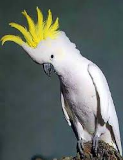 Burung Kakak Tua Jambul Kuning