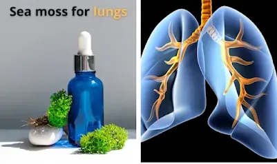 Unlock The Power Of Sea Moss For Lungs