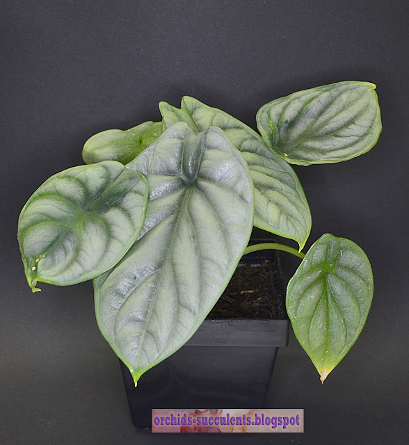 Alocasia ‘Silver Dragon’, Αλοκασία ποικ. Ασημένιος Δράκος, Αροειδές, Αροειδή