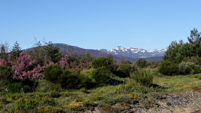 Tenelo, Brezo,  Camino de Santiago