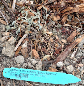 dead Cammissonia cheiranthifolia "Beach Primrose"