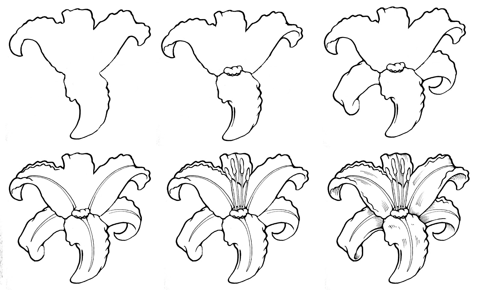 DARYL HOBSON ARTWORK: How To Draw A Flower: Step By Step