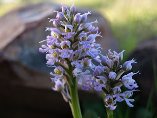 Orchis conica