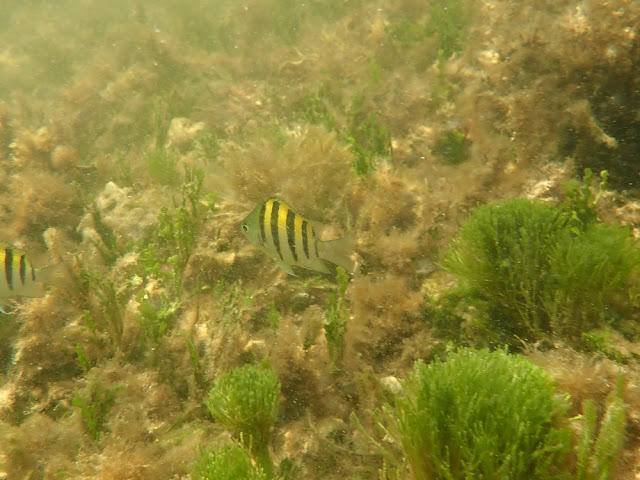 Abudefduf saxatilis