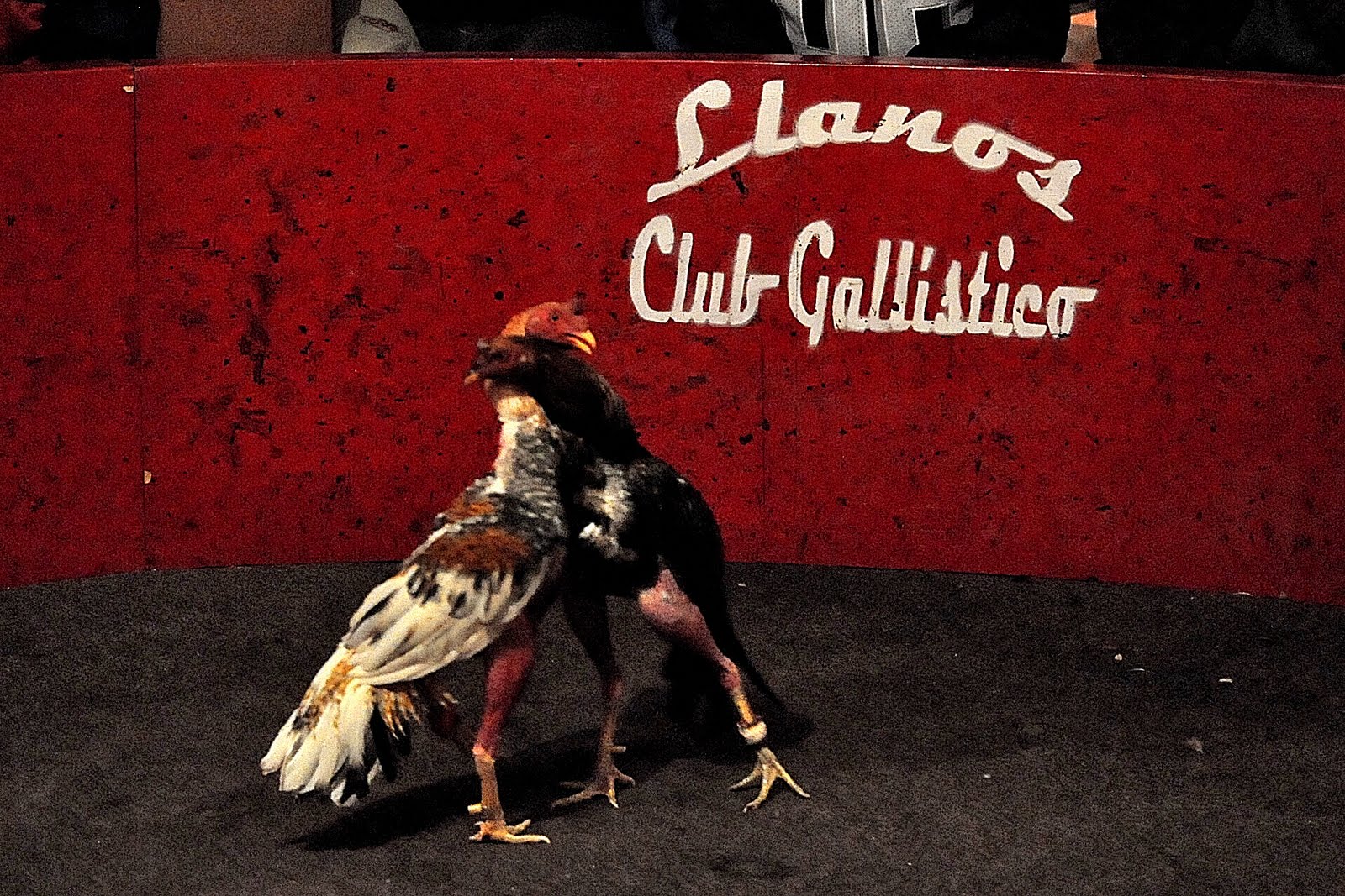 "LLANOS CLUB GALLISTICO"