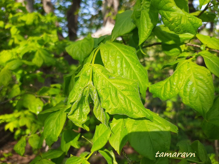 Бересклет малоцветковый (Euonymus pauciflorus)