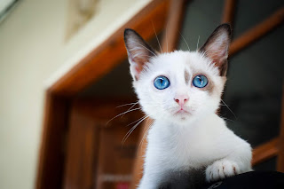 Comment diagnostiquer et traiter le syndrome de chaton décoloré