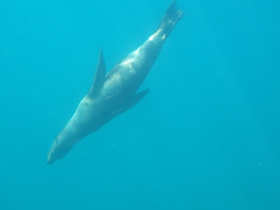  Galapagos diving