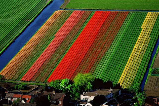 Plantação de Tulipas em Amsterdam- Holanda
