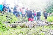 Seekor Buaya Sekitar 4 Meter Menhebokan Warga Parepare