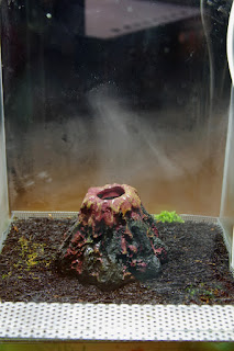 xaxim w terrarium