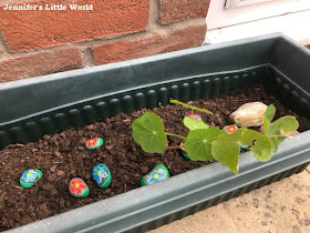 Nasturtium in a pot