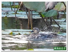 20110930_163732_091_Taitung_00.07_[2011.10.11_22.56.08]