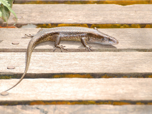 Common Sun Skink - Eutropis multifasciatus