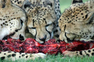 cheetah eating