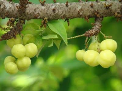 Melekat Pada Pokok Anggur