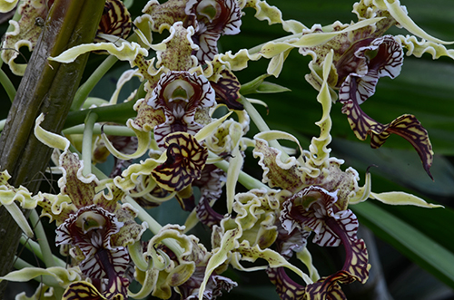 The Orchid Column Dendrobium spectabile