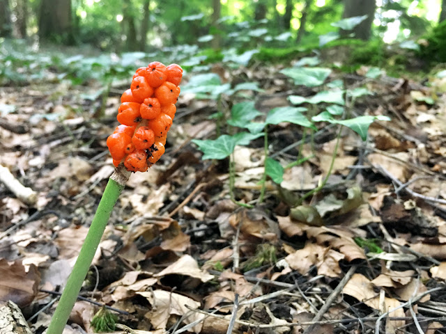 arum, ahornstab,plant, pflanze, wald, forest, wood, schweiz, central europe, orange, blog, blogger, vegan, naturheilkunde