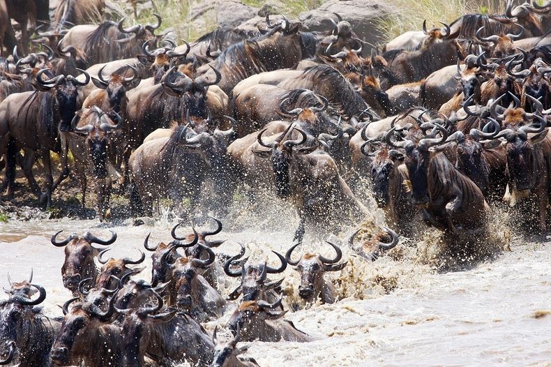 mara-river-crossing-15