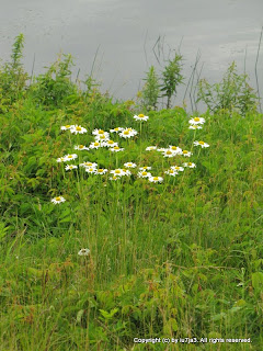 Daisies