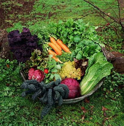 vegetable garden.