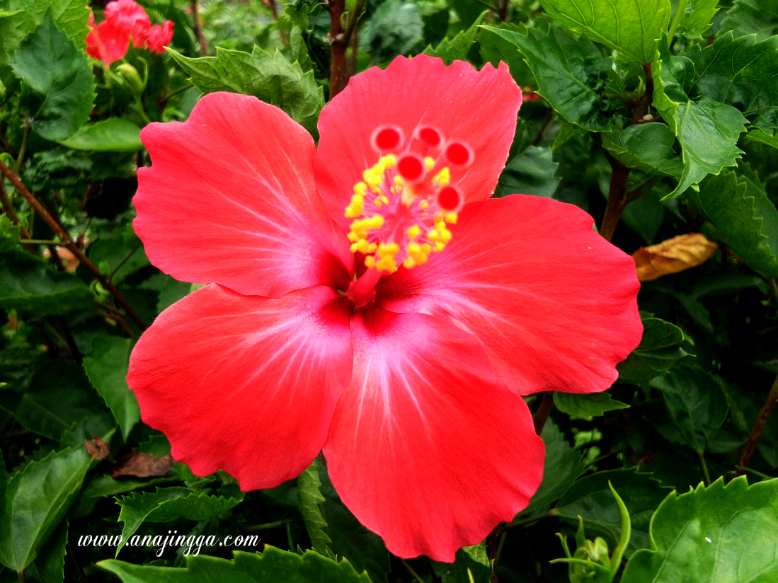 Cantiknya Bunga Raya Bunga Kebangsaan Malaysia - anajingga