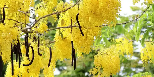 Cassia fistula