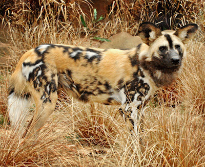 African Painted Wild Dogs