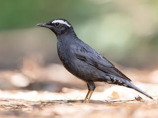 Zorzal siberiano (Geokichla sibirica)