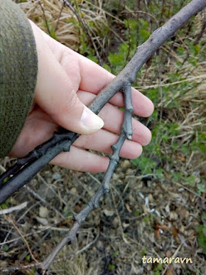 Маакия амурская (Maackia amurensis)