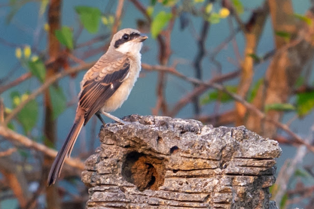 An Bui 2024 Quang Ngai - Long Tailed Shrike (Bách thanh đuôi dài)