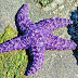 Rare purple sea star