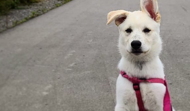 "Labsky Dog - A Beautiful Blend of Labrador and Siberian Husky, Exuding Playfulness and Charm."