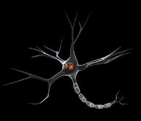 image of a neuron