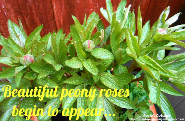 Beautiful peony roses finally begin to appear...