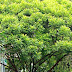 Kerai payung (Filicum decipiens)
