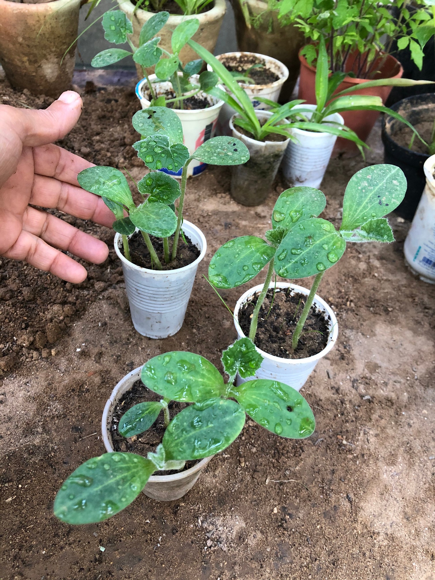 As zucchini seedlings develop their first set of true leaves, typically the second set of leaves after the initial seed leaves, it's an opportune time to assess and thin out the weaker seedlings.