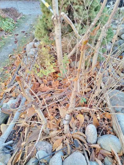 #Puutarhuri Tampere #Hevoskastanjoiden syysleikkaus 28.10.2024 syksy on leikkauksille otollisinta aikaa talonmiespalvelu@gmail.com kuva6