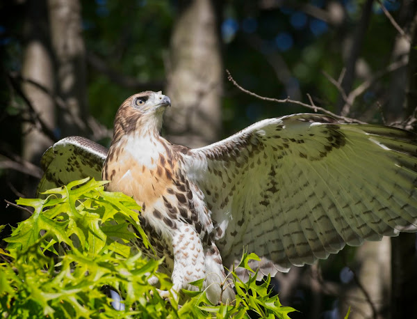 Tompkins Square red-tail fledgling 07