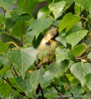 Common Yellowthroat Juvenile